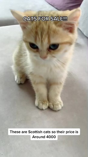 #cats #catsforsale #sale #fyp #scottishfold #jeddah #scottishfoldcat #scottish #scottishcats #viral if you wanna buy dm me on insta