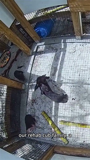 Rehabilitating Four Florida Black Bear Cubs