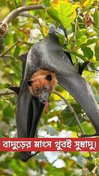 বাদুড়ের মাংস | Bat meat