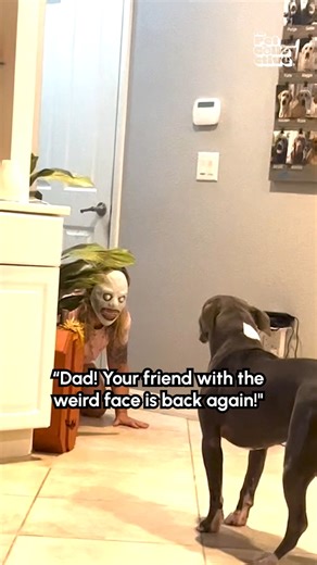 Dad had too much fun with this one 🤣🐶 Submit your pet's costume to our halloween contest here: https://bit.ly/tpchalloween 🎃 #Dogs #DogLife #Halloween | The Pet Collective