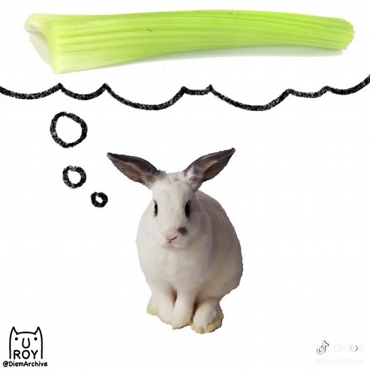 Meme Exploration: Rotoscope Animation and Celery