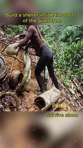 #camping #bushcraft #survival #building #part1 Build a shelter inside the roots of the giant tree. Survive alone