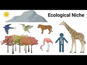 What is an Ecological Niche?