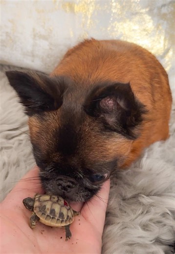 Dottie's Charming Encounter with Baby Tortoises