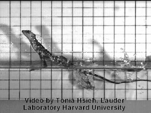 Basilisk Lizard Running on Water