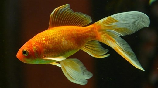 Pet Fish Playing Pokemon Commits Credit Card Fraud! Japanese Nintendo Switch Owner’s Gamer Friend Managed To Pull Off an Impressive ‘Fishing Scam’ (Watch Video) | 👍 LatestLY