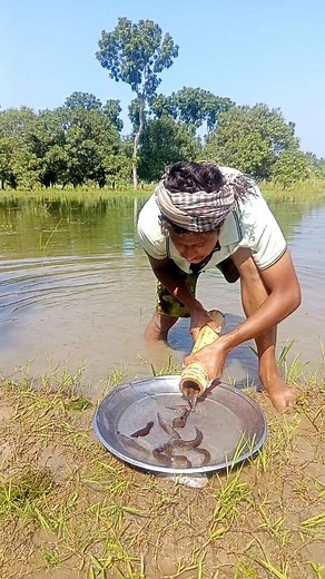 Native Singh fishing trap made of bamboo #fishing #fishinglife #nature | Amazing Village Fishing