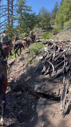 Riding into elk camp. #hunting #horses #wyoming #mountains #shorts