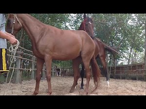 Amazing Horse mating, Unhappy mare🐎Happy Farm Part 14
