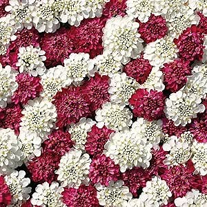 Outsidepride Fire Ice Candytuft Seeds - 250 Pcs Annual Flower Seeds for Planting with Attractive Flowers, Easy to Grow & Drought Tolerant for Garden Ground Cover, Borders, & Edging