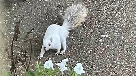 Learn about variations in animal coloring: albinistic, melanistic, and leucistic with Conservation Outreach Educator JackieHenne-Kerr. The video includes photos of a leucistic squirrel taken by Lee Brigham Aylward. | Mississippi Museum of Natural Science | Facebook