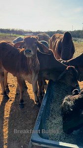 4K views · 76 reactions | Breakfast buffet is open! #whiskeyridgefarmandranch #quitcherbitchenfarm #rusticcabincrafts | Rustic Cabin Crafts | Facebook