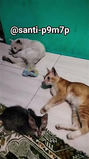 anabul gabut #cat #cute #kucing #kucinggemoy #pets #catvideos #kucingbelangtiga #imut #kucinglucu