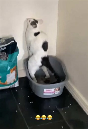 Understanding Cat Behavior Around Litter Boxes