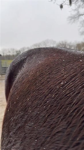 Quel est LE secret pour un cheval qui a chaud en hiver ? 🌾DU FOIN, DE QUALITÉ, À VOLONTÉ. Tous les scientifiques en parlent depuis des années (les 3F, tout ça tout ça), mais apparement ce n’est pas encore compris ni appliqué sur le terrain…donc autant y consacrer un réel. Bref, comme on est sur les réseaux sociaux et que l’esprit critique et la réflexion sont parfois en carence chez certains consommateurs, je me sens obligée de faire un disclaimer : ⚠️ Des fibres de qualité à volonté c’est LA B