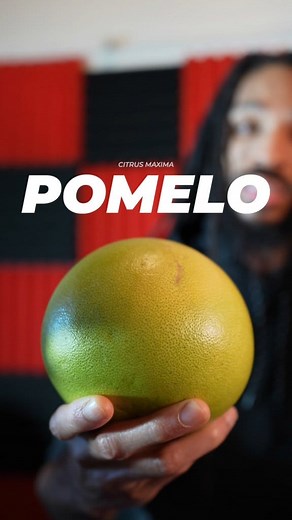 Pomelo, also known as "Citrus maxima," is a large citrus fruit native to Southeast Asia. Mix half pomelo juice with half sparkling spring water as a refreshing alternative to sprite. 🔥 #brandonahmaud #pomelo | Brandon Ahmaud