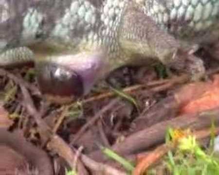 Blue Tongue Lizard Birth