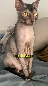 13K views · 245 reactions | Tres Características Únicas del Gato Lykoi #gatos #cats | GatosLandia | Facebook