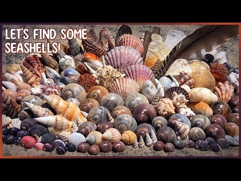 Back to Hervey Bay! | Huge Shell Variety on the Mudflats & the Mangroves