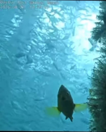 All Things Emerald Coast on Instagram: "Watching the Okaloosa Island underwater cam had me cracking up at this cute yellow fish—his funny little faces make it look like he’s trying to tell us something. Anyone know what kind of fish that is? #fish #okaloosaisland #emeraldcoast"
