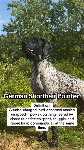 GSP Planet | German Shorthaired Pointer on Instagram: "The reel documents a German Shorthaired Pointer moving freely through open terrain. The footage captures rapid sprints, mud rolling, jumping across hay, social play with other dogs, and instinctive animal marking. These sequences reflect the breed’s natural design — speed, endurance, adaptability, and a strong working drive expressed through constant motion. Rather than trained performance, the moments show unfiltered behavior shaped by inst