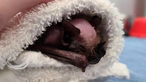 29-year-old bat living dream life after being used for science Follow us on YouTube: youtube.com/geobeatsanimals | GeoBeats Animals