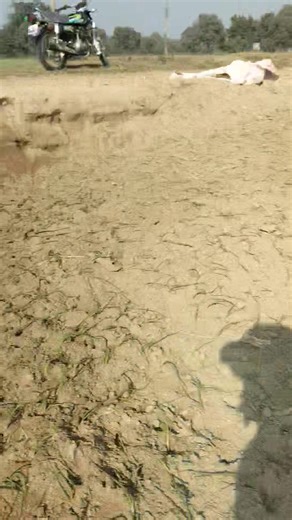 61K views · 1.7K reactions | پہلا پانی ۔۔۔۔ #agriculture #products #fertilizer #onion #seeds #organization #technology #moonagrofarm | MOON AGRO FARM | Facebook