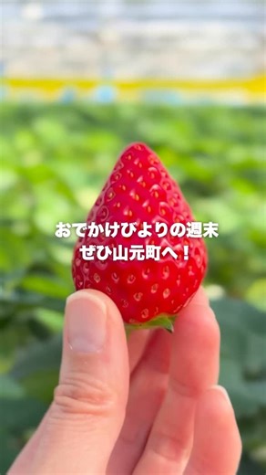 ミガキファーム🍓宮城いちご狩り🍓農園直営カフェ&ショップ on Instagram: "2/15(日)は #いちごの日 🍓 10度を超えるポカポカ日和で春めいている週末🌼 あたたかいのでいちごもぐんぐん成長して たくさん完熟で実っています🍓✨ いちご狩りハウス内は 20度以上で日中はじんわり汗をかくことも💦 カーディガンなどの脱ぎ着しやすい服装で お越しいただくと快適にいちご狩りをお楽しみいただけそうです🍓（半袖のお客様もいらっしゃいます！） ひと足先に春服を着て お出かけしてみてはいかがでしょうか🌸✨ — 2/15(日)の「いちごの日」 山元店ではカフェでミガキイチゴショートケーキの ミガキイチゴ増量キャンペーンを実施中！ ショップでは各グレードのミガキイチゴと 訳ありいちごやアウトレットいちごを 販売しています🍓✨ 閖上店では「チョコがけミガキイチゴ」150%増量中！ 3/2(月)まで味わえる期間限定クレープ&ドリンクも この機会に味わってみてくださいね🍓🍫 🍓🍓🍓🍓🍓🍓🍓🍓🍓 MIGAKI FARMいちご狩り 受付時間｜10:00〜15:3