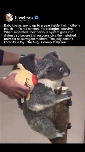 BABY KOALAS GET SEPARATION ANXIETY.