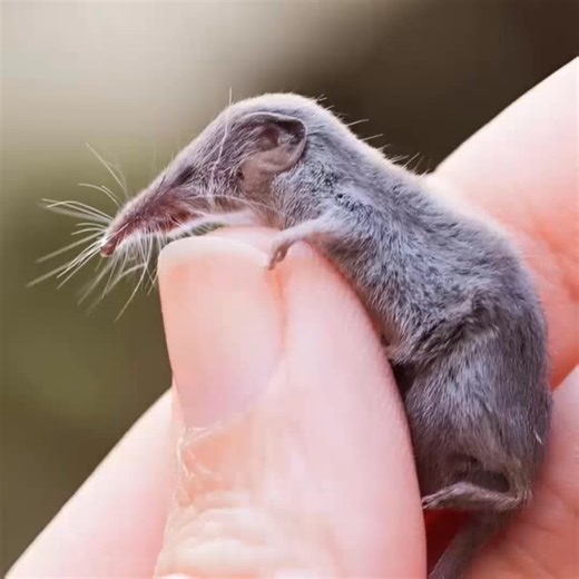 🇮 My husband discovered a tiny creature near our house. Initially, he assumed it was a mouse, but upon closer inspection, he realized it was an unfamiliar animal, unlike anything he had seen before. One sunny morning, my husband was walking around the yard when he froze. Something small and quick caught his eye near the corner of the house 🧐. At first, he thought it was just a mouse 🐭, scurrying about, but curiosity made him crouch down and look closer. That’s when he realized… this was no or