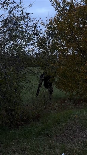 The Ghoul in Paris #ghoul #halloween #horror #netflix #SpiritWalker #paris #deguisement #outfit #monster #film @official_spiritwalker @jeremstar @giuliaduranmelis Je remercie mon ami José pour son aide ! | Bastien Fnd