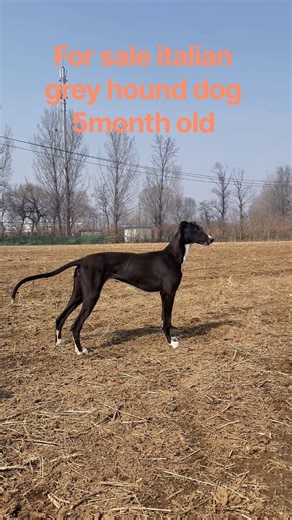 italian greyhound dog for sale at shinzo farm coment below for purchase