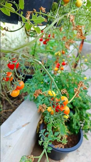 Let’s Grow Cherry Tomatoes Short Video