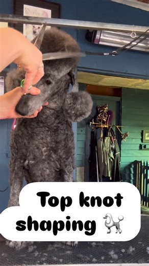 Arrow | DIY dog grooming coach on Instagram: "Top knot shaping needs to be done while standing back to gain clear perspective of the overall shape. Hold your scissors along the top of the shape and make sure that you can clearly see the full outline in your line of view. Another tip is to open your scissors wide and take long full cuts to avoid creating chop marks. In this video I am using Mouse Hole Grooming Scissors 🐩🫧 #poodlegrooming #standardpoodle #doggroomingschool #doggroomingtips #pood
