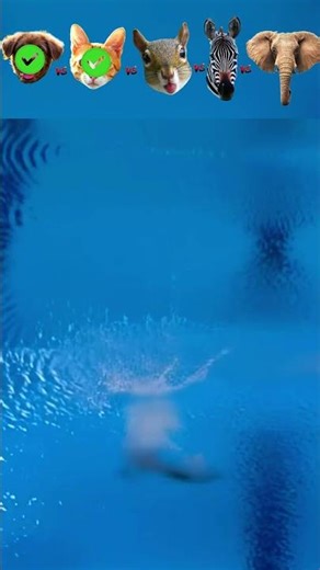 Dog vs Cat vs Squirrel vs Zebra vs Elephant-Pool Diving Challenge