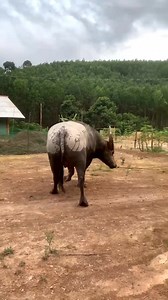 711K views · 7.4K reactions | Hôn nay cho ông đi ngụy chim con khác | Pùa Sung | Facebook