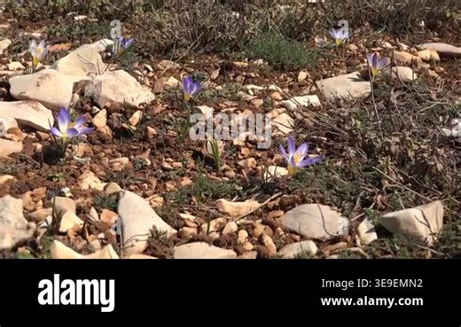 Purple white yellow crocus flower blooms among stones and soil in its natural mountain habitat. Early spring blossom reveals delicate petals, wild flora, hardy alpine plant life. wildflower, botany, alpine flora, rocky ground Stock Video Footage - Alamy