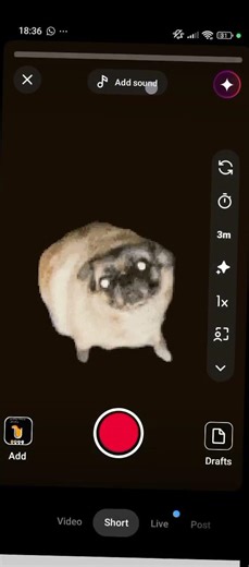 tutorial in how to do the pug dancing #pug