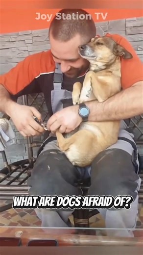 The Funniest Dog Nail Trim Reactions #dog #funny #fyp