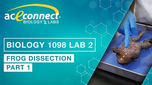 Biology 1098 Lab 2 || Frog Dissection - Part 1