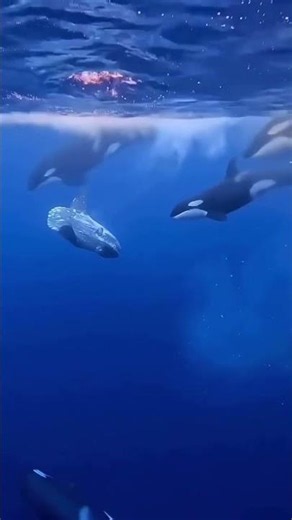 Killer whale hunt