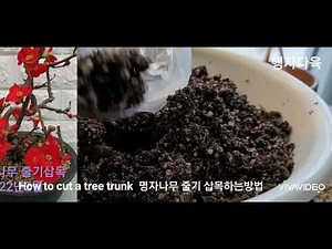 How to cut a tree trunk 💐