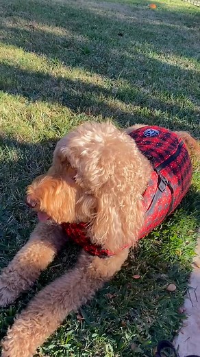 Is your dog shivering in the cold? Keep them warm and comfy with our vet-recommended Winter Dog Harness! ❄️Prevents Cold-Related Illness 🐕 Encourages Outdoor Activity 🧣 Instantly Provides Warmth 🔹 94% of dog owners reported more activity with their pups. 🔹 89% said their dogs stayed noticeably warmer during winter walks. My dog used to shiver on every walk — but now she’s warm and happy in this harness.” – Karin, dog mom to Bella 🐾 🛡️ Backed by our 60-Day Satisfaction Guarantee 👉 Order to