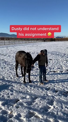Dusty, our now 3 year old orphan colt... didn’t quite understand how to play #redlightgreenlight #coltstarting #mustang #orphanfoal #PringlesCanHands