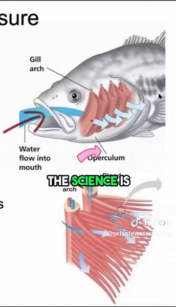 Using a Figure 8 pattern to pull fish through the water aids them by ensuring a continuous flow of water over their gills. This method helps replenish oxygen levels and supports the recovery of stressed or oxygen-deprived fish. #fishing #catchandrelease #conservation #privatewaterfishing #lakemanagement #trophybassfishing #texasfishing #oklahomafishing #bassfishing #bassclub