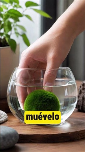 Learn what a Marimo is in 30 seconds