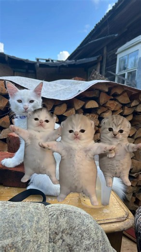 Cute kitten dance🌸
