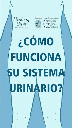 How Does Your Urinary System Work? #urologycarefoundation #urinarytract #aua