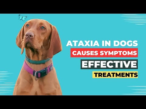 Ataxia in Dogs: Causes, Symptoms, and Effective Treatments
