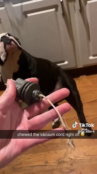 Dog: It Really Wasn't Me — Funny & Cute Dog Clips
